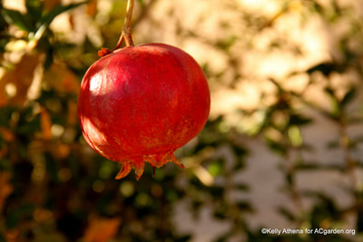 Pomegranate ready to pick Nov. 26, 2017
