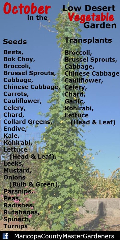 Monthly Vegetable Planting List for Phoenix acgarden org
